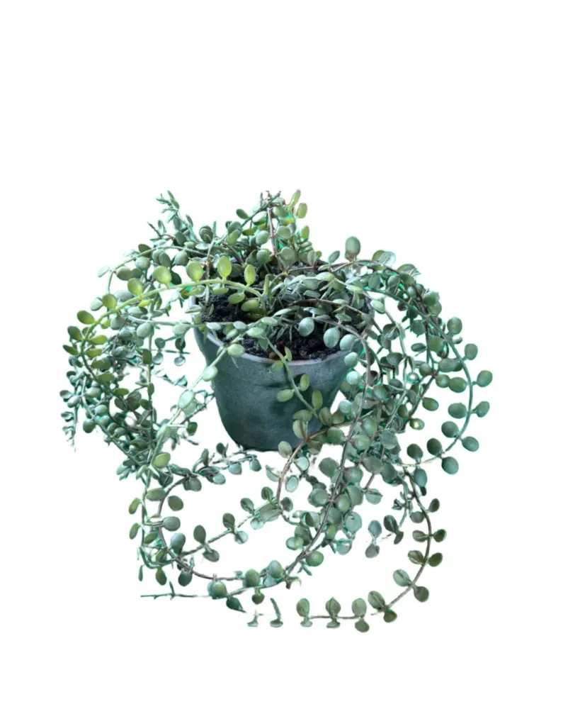 Kunstig blomst / Plante - K (fra JYSK - Svenn)